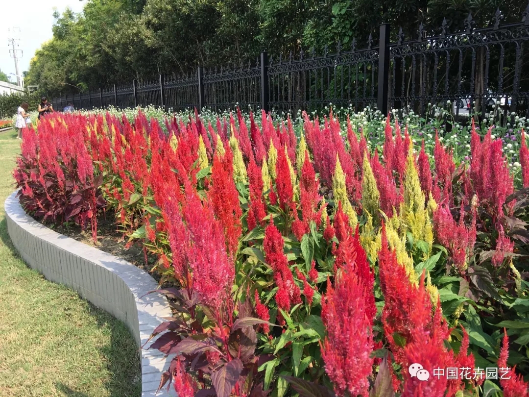 百日草"丰盛"系列,千日红"乒乓"系列,雁来红"三色旗"系列和"曙光"系列